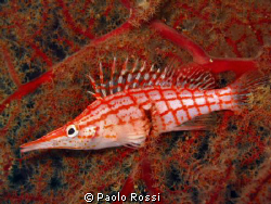 Oxycirrhites typus - Longnose hawkfish by Paolo Rossi 